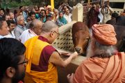 Его Святейшество Далай-лама кормит корову во время посещения ашрама Шри Убасина Каршни. 12 марта 2013 г. Матхура, штат Уттар-Прадеш, Индия. Фото: Тензин Такла (офис ЕСДЛ).
